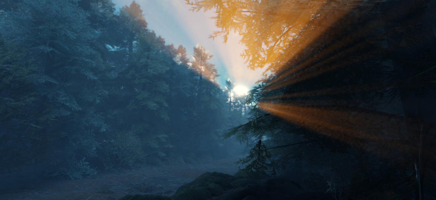 North american forest